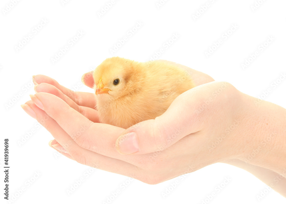 beautiful little chicken on hands isolated on the white