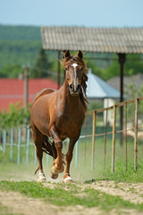 Wall Mural - Horse
