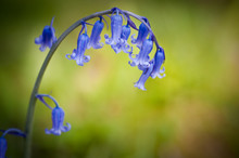Bluebell Spring Flower Against Green Bokeh Background