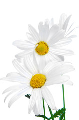 Sticker - oxeye daisies