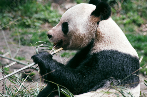 Board z aluminiowym obramowaniem Panda wielka