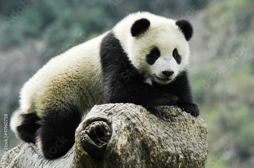 Board z aluminiowym obramowaniem Panda cub