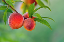 Peaches Hanging On A Branch