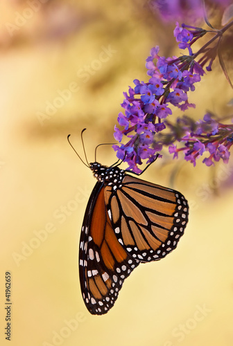 Tapeta ścienna Monarch butterfly na fioletowe kwiaty krzewów motyla