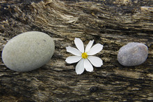 White Spring Flower  With Stones With On Driftwood Background