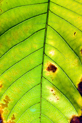 Poster - Leaf of a plant close up