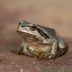 Wall Mural - Little frog