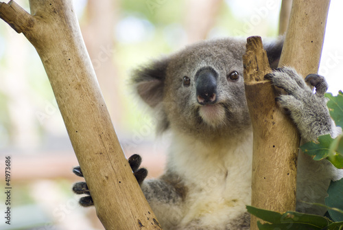 Obraz na płótnie canvas trzyczęściowy "tryptyk" Koala na drzewie w zoo taronga, sydney, australia