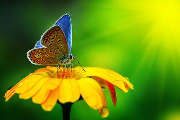 Wall Mural - blue butterfly