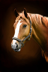 Fototapeta koń zwierzę obraz portret wiejski
