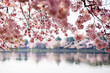 Cherry Blossoms over Tidal Basin in Washington DC
