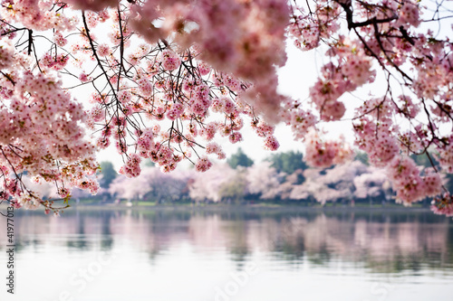 Naklejka na szafę Gałęzie kwitnącej wiśni nad rzeką