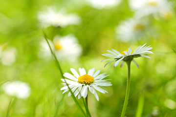 Canvas Print - Beautiful, soft daisies