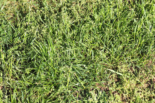 grüner Rasen... Stock-Foto | Adobe Stock