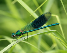 Isolated Blue Winged Dragonfly On Grass