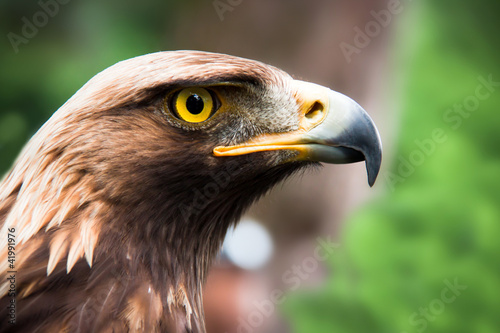 Obraz na płótnie canvas czteroczęściowy "tetraptyk" Steinadler