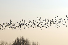 Flock Of Birds Migrating South