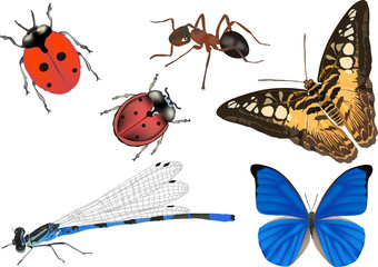 Poster - color insects collection on white