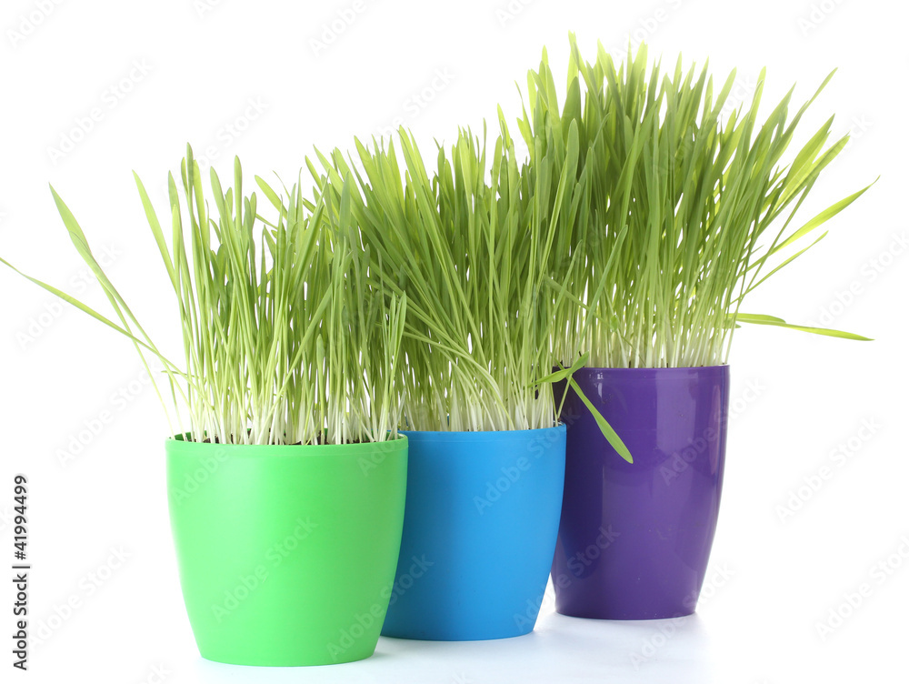 beautiful grass in a flowerpots isolated on white