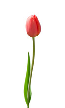 Beautiful Red Tulip On White Background