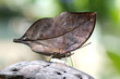 Close-up on kalmia butterfly know as oak leaf