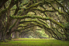 Oaks Avenue Charleston SC Plantation Live Oak Trees Forest