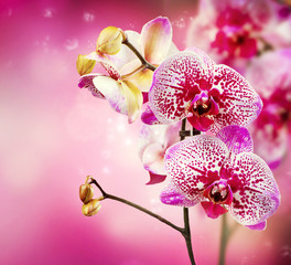 Sticker - Orchid Flower