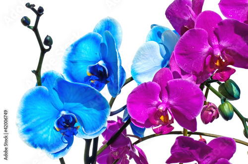 Obraz na płótnie canvas dwuczęściowy "dyptyk" Orchidea