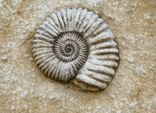Ammonite Fossil In Rough Stone