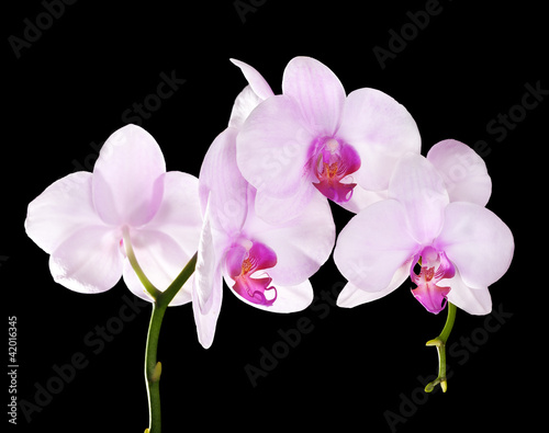 Obraz na płótnie canvas Jasny różowy kwiat orchidei oddział na czarno