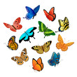 Flying  butterflies