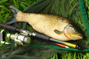 The White Amur or Grass Carp (Ctenopharyngodon idella).