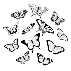 Black and white butterflies