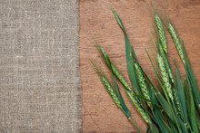 Green Barley On Wood And Canvas Textured Background