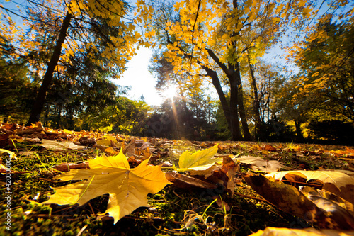 Naklejka na meble Fall autumn park. Falling leaves in a sunny day