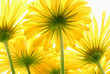 daisy gerber flower