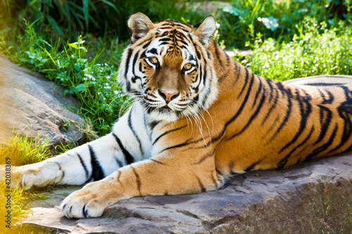 Tapeta ścienna Tygrys sybiryczny (panthera tigris altaica)