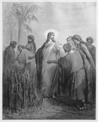 Wall Mural - Jesus tells the disciples that they may pick corn