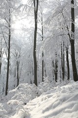 Wall Mural - Winter beech forest on the slope on a frosty sunny morning