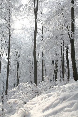 zima-bukowy-las-na-sklonie-na-mroznym-pogodnym-ranku