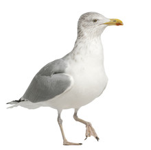 European Herring Gull, Larus Argentatus, 4 Years Old