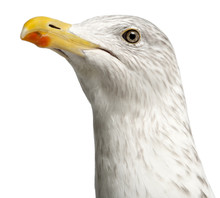European Herring Gull, Larus Argentatus, 4 Years Old