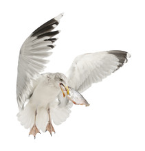 European Herring Gull, Larus Argentatus, 4 Years Old, Flying