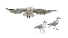 European Herring Gulls, Larus Argentatus, 4 Years Old