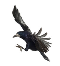 Rook, Corvus Frugilegus, 3 Years Old, Flying