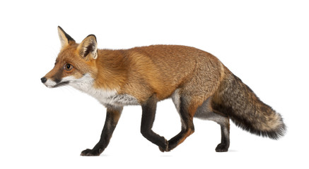 red fox, vulpes vulpes, 4 years old