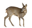 European Roe Deer, Capreolus capreolus, 3 years old