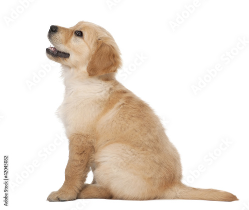 2 year old golden retriever for sale