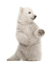 Polar Bear Cub, Ursus Maritimus, 3 Months Old, Sitting