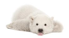 Polar Bear Cub, Ursus Maritimus, 3 Months Old